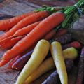 Herbstliches Gewürz- Karotten-Gemüse aus alten[...]