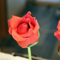 Happy Valentinstag - Zuckersüße rote Rosen ❤