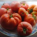 Tomaten, Tomaten, Tomaten: Meine größte[...]