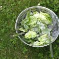 Grüner Salat mit Joghurt-Dressing