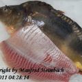 Fisch – Karpfenfilets in einer Mohnkruste mit[...]