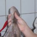 pulpo tintenfisch