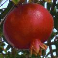 Der Granatapfel - Das[...]