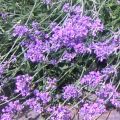 Lavendel-Marinade für Ziegenkäse