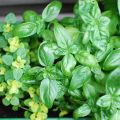 {Projekt} #Urbangardening - Part 1