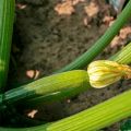 Es gibt wieder Zucchini(schiffchen)