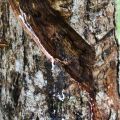Privatfahrt durch den Regenwald zu den Elefanten