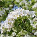 Ausflugsziel: Hanami