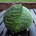 Wirsing-Quiche mit Garten-Wirsing