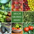 Saisonkalender August - Welches Gemüse & Obst[...]
