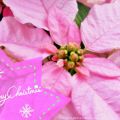 Happy Holidays!