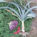 Mein Gartenjahr 2016  -   Teil 3