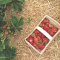 Strawberry Fields Forever (Ausflugtipp +[...]