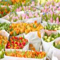 Der Frühling ist da!