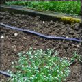 Gartenrundgang Mai...