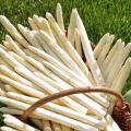 Spargel, das edelste Gemüse ganz Klassisch +[...]