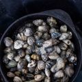 Mussel Soup