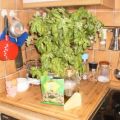 Basilikum Pesto