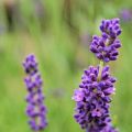 Kräuter und Gewürze der Welt: Lavendel