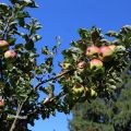 Apfel-Kompott mit Spekulatius-Creme