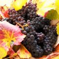 Weinlese und Flohmarktfund