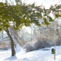 Türkenschanzpark und Boeuf Bourguignon