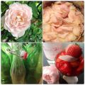Rosen Sirup