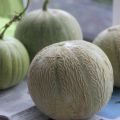 Zuckermelonen