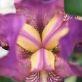 Freude am Garten: viva hortus!
