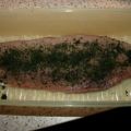 Graved Lachs aus Wildlachs