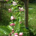 Abnehmerfolg sehen: 2 kg in 2 Wochen -[...]