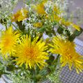 Friday Flowerday mit Wiesen Pippau und ein[...]