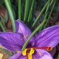 Mallorquinisches Gold