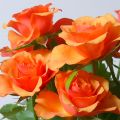 Rosen im herbstlook und Tiramisu Konfekt