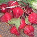 Karkadeh - Malventee - Hibiskustee