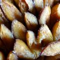 Hefe:   ZWETSCHGENKUCHEN mit Zucker + Zimt