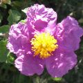 Cistus cretiensis - Die Zistrosen blühen