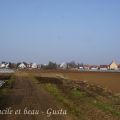 Knoblauchsland