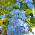 Heilkräuter - Vergissmeinnicht (Myosotis[...]