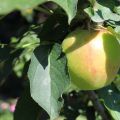 Hähnchenfilet in Apfel-Balsamico-Soße