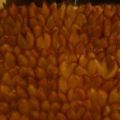 Zwetschgenkuchen vom Blech