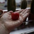 Das Ende der Gigantomaten und das Gartenjahr in[...]