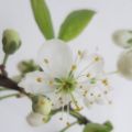 Printemps