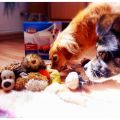 Blogparade Spielzeug - Hunde spielen eben doch!