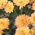 Willkommen Spätsommer und Chrysantheme / Ab in[...]