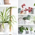 [Urban Jungle Bloggers] #plantshelfie