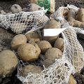 Die dicksten Kartoffeln