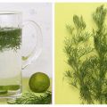 Cola Kraut - Eberraute - Sirup & infused Water