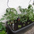 Gärtnern auf dem Balkon - es wächst und gedeiht
