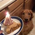 Geburtstagskuchen für Hunde